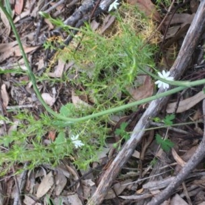 Stellaria pungens at Aranda, ACT - 29 Oct 2020