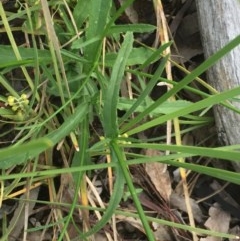 Stellaria pungens at Aranda, ACT - 29 Oct 2020