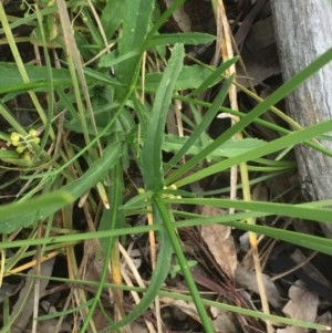 Stellaria pungens at Aranda, ACT - 29 Oct 2020