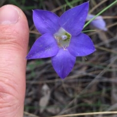 Wahlenbergia stricta subsp. stricta (Tall Bluebell) at Aranda Bushland - 29 Oct 2020 by Jubeyjubes