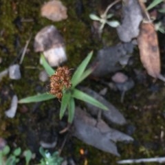 Luzula (genus) (Woodrush) at Aranda, ACT - 29 Oct 2020 by Jubeyjubes