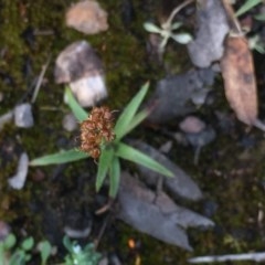 Luzula sp. (Woodrush) at Aranda, ACT - 29 Oct 2020 by Jubeyjubes