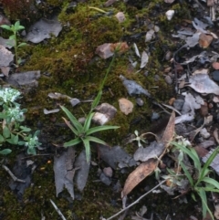 Luzula sp. at Aranda, ACT - 29 Oct 2020