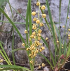 Lomandra filiformis (Wattle Mat-rush) at Aranda Bushland - 29 Oct 2020 by Jubeyjubes