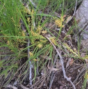 Lomandra filiformis at Aranda, ACT - 29 Oct 2020