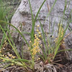 Lomandra filiformis at Aranda, ACT - 29 Oct 2020