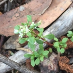 Poranthera microphylla (Small Poranthera) at Aranda, ACT - 29 Oct 2020 by Jubeyjubes