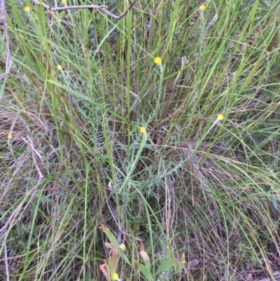 Chrysocephalum semipapposum (Clustered Everlasting) at Aranda Bushland - 29 Oct 2020 by Jubeyjubes