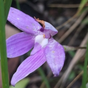 Glossodia major at Aranda, ACT - 29 Oct 2020