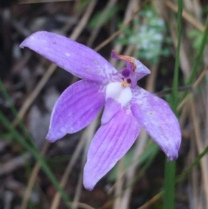 Glossodia major at Aranda, ACT - 29 Oct 2020