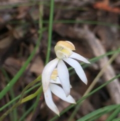 Caladenia moschata (Musky Caps) at Aranda Bushland - 29 Oct 2020 by Jubeyjubes