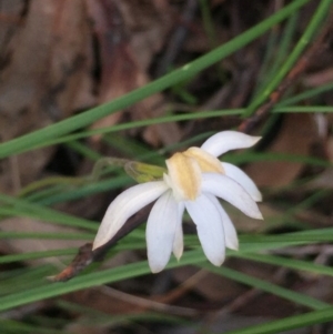 Caladenia moschata at Aranda, ACT - suppressed