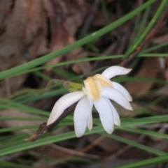 Caladenia moschata at Aranda, ACT - 29 Oct 2020