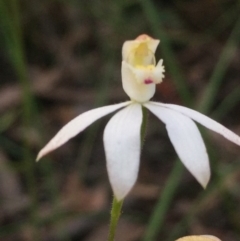 Caladenia moschata at Aranda, ACT - suppressed