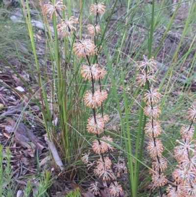 Lomandra multiflora (Many-flowered Matrush) at Aranda Bushland - 29 Oct 2020 by Jubeyjubes