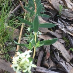 Pimelea linifolia (Slender Rice Flower) at Aranda Bushland - 29 Oct 2020 by Jubeyjubes