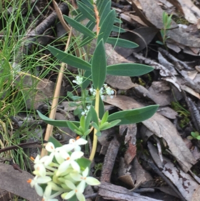 Pimelea linifolia (Slender Rice Flower) at Aranda Bushland - 29 Oct 2020 by Jubeyjubes