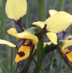 Diuris sulphurea at Aranda, ACT - 29 Oct 2020