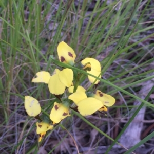 Diuris sulphurea at Aranda, ACT - 29 Oct 2020