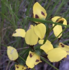 Diuris sulphurea at Aranda, ACT - 29 Oct 2020