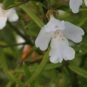 Westringia eremicola at Aranda, ACT - 29 Oct 2020