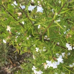 Westringia eremicola at Aranda, ACT - 29 Oct 2020