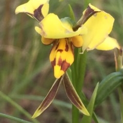 Diuris sulphurea (Tiger Orchid) at Aranda, ACT - 29 Oct 2020 by Jubeyjubes