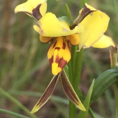 Diuris sulphurea (Tiger Orchid) at Aranda, ACT - 29 Oct 2020 by Jubeyjubes