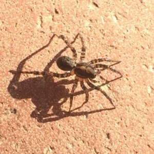 Lycosidae (family) at Aranda, ACT - 29 Oct 2020 08:32 AM