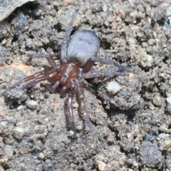 Gnaphosidae (family) (Ground spider) at Aranda, ACT - 28 Oct 2020 by Jubeyjubes