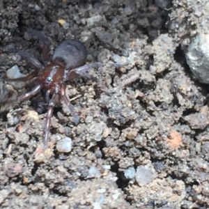 Gnaphosidae (family) at Aranda, ACT - 28 Oct 2020