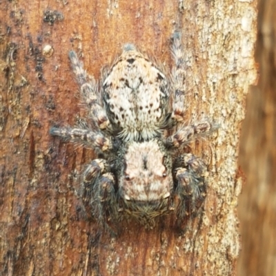 Servaea incana (Hoary Servaea) at Sullivans Creek, Lyneham South - 29 Oct 2020 by trevorpreston