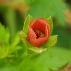 Modiola caroliniana (Red-flowered Mallow) at Lyneham Wetland - 29 Oct 2020 by tpreston