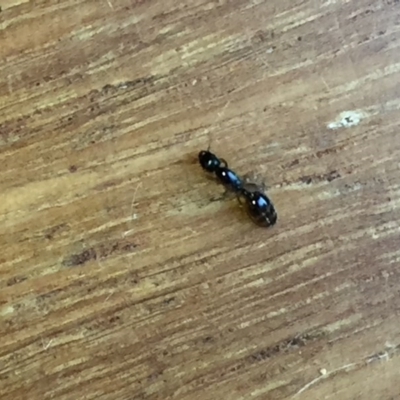 Monomorium sp. (genus) (A Monomorium ant) at Aranda, ACT - 23 Oct 2020 by Jubeyjubes