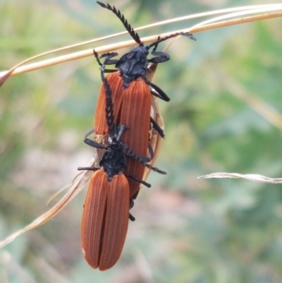 Porrostoma rhipidium (Long-nosed Lycid (Net-winged) beetle) at Sullivans Creek, Lyneham South - 29 Oct 2020 by trevorpreston