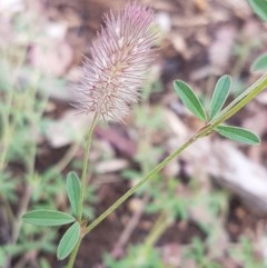 Trifolium arvense var. arvense (Haresfoot Clover) at Lyneham Wetland - 30 Oct 2020 by trevorpreston