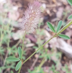 Trifolium arvense var. arvense at Lyneham Wetland - 30 Oct 2020 09:44 AM