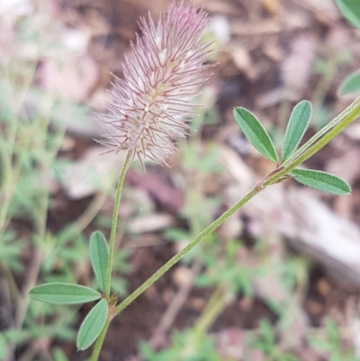 Trifolium arvense var. arvense (Haresfoot Clover) at Lyneham, ACT - 29 Oct 2020 by tpreston