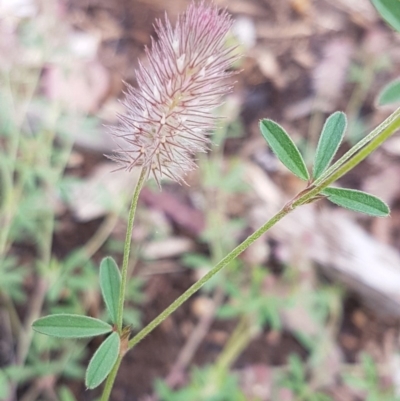Trifolium arvense var. arvense (Haresfoot Clover) at Sullivans Creek, Lyneham South - 29 Oct 2020 by trevorpreston