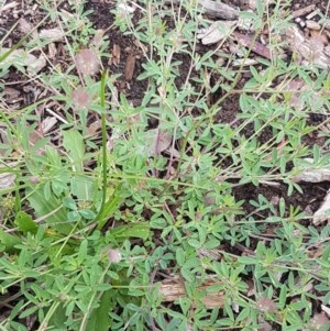 Trifolium arvense var. arvense at Lyneham Wetland - 30 Oct 2020 09:44 AM