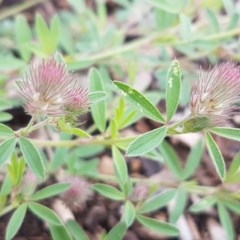 Trifolium arvense var. arvense at Lyneham Wetland - 30 Oct 2020 09:44 AM