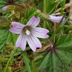 Malva neglecta (Dwarf Mallow) at City Renewal Authority Area - 29 Oct 2020 by tpreston