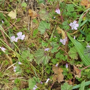 Malva neglecta at Lyneham Wetland - 30 Oct 2020