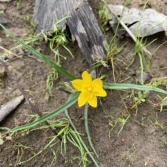 Hypoxis hygrometrica (Golden Weather-grass) at Ginninderry Conservation Corridor - 29 Oct 2020 by Eland