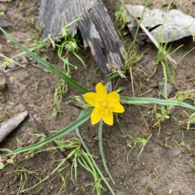 Hypoxis hygrometrica (Golden Weather-grass) at Ginninderry Conservation Corridor - 29 Oct 2020 by Eland