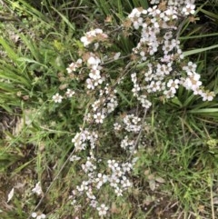 Gaudium multicaule (Teatree) at Holt, ACT - 26 Oct 2020 by Goldtuft864