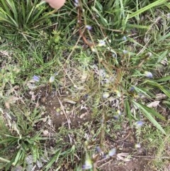 Dianella revoluta var. revoluta (Black-Anther Flax Lily) at Aranda Bushland - 26 Oct 2020 by LeafBird