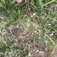 Dianella revoluta var. revoluta (Black-Anther Flax Lily) at Holt, ACT - 27 Oct 2020 by LeafBird