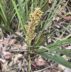 Lomandra longifolia (Spiny-headed Mat-rush, Honey Reed) at Aranda Bushland - 26 Oct 2020 by LeafBird