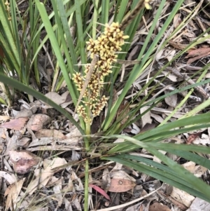 Lomandra longifolia at Holt, ACT - 27 Oct 2020